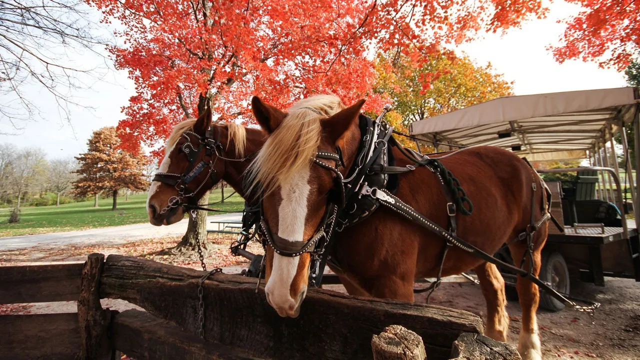 Take a Horse-Drawn Carriage Ride